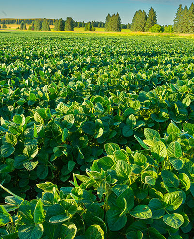 Developing a Strategic Plan for North Dakota Soybean 5